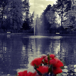 freetoedit blackandwhite redrose rose fontain
