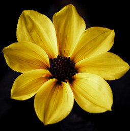 freetoedit dahlia yellow flower
