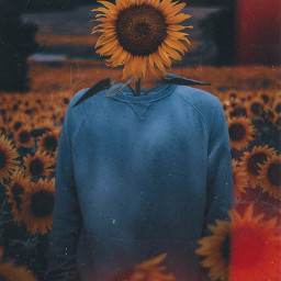 madewithpicsart sunflower boy tumblr picsart
