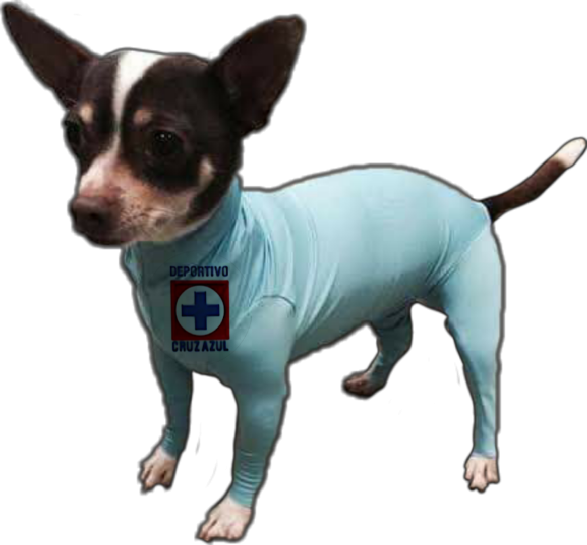 cruz azul dog jersey