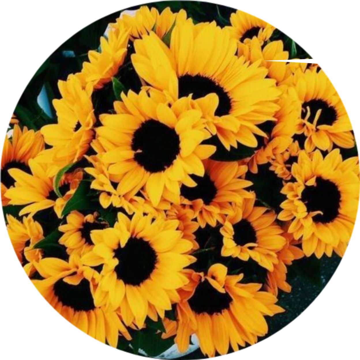 sunflower yellow aesthetic 283571088016211 by @aabzz.