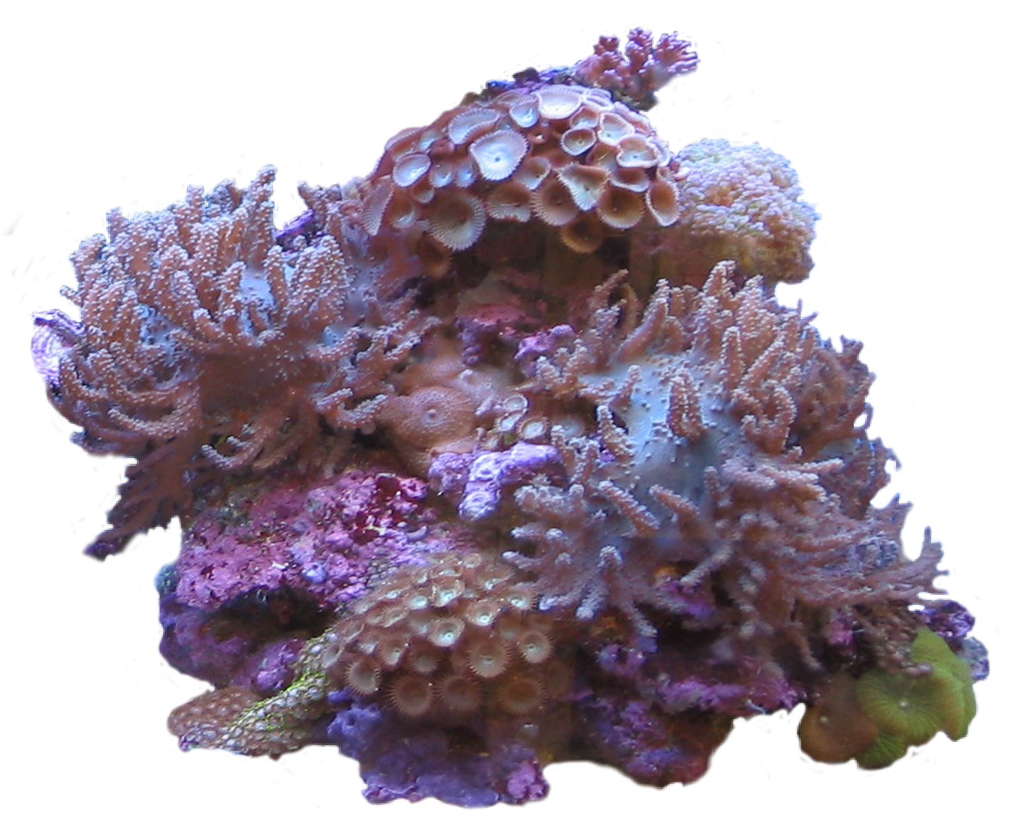 Водоросли ракушки. Кораллы. Красивые водоросли. Водоросли и кораллы. Прозрачные кораллы.