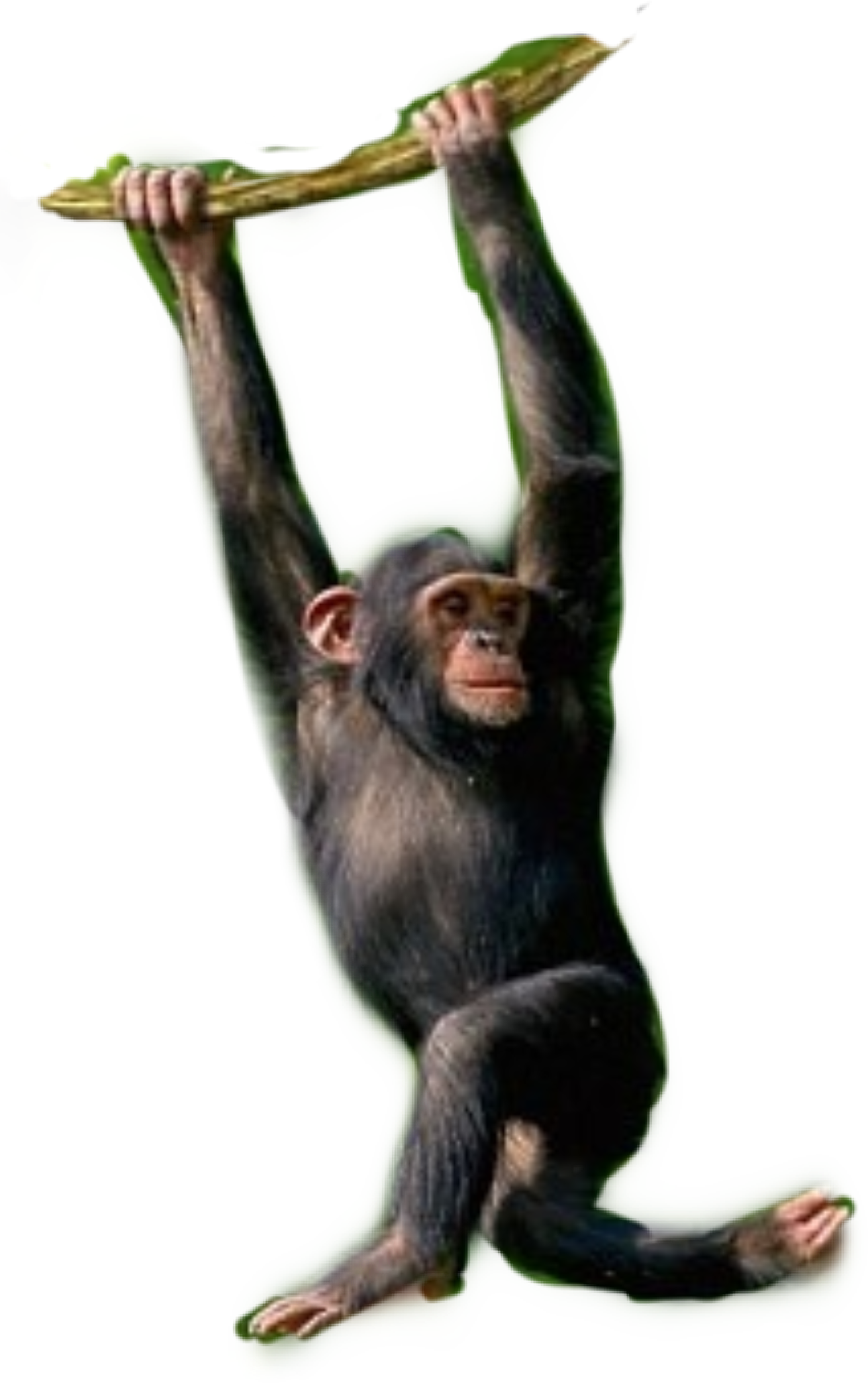 chimpanzee monkey monkeys chimps primates junglelife...