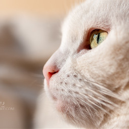 cat cats whitecat saphira portrait