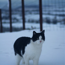 snow cat auvergne france hiver