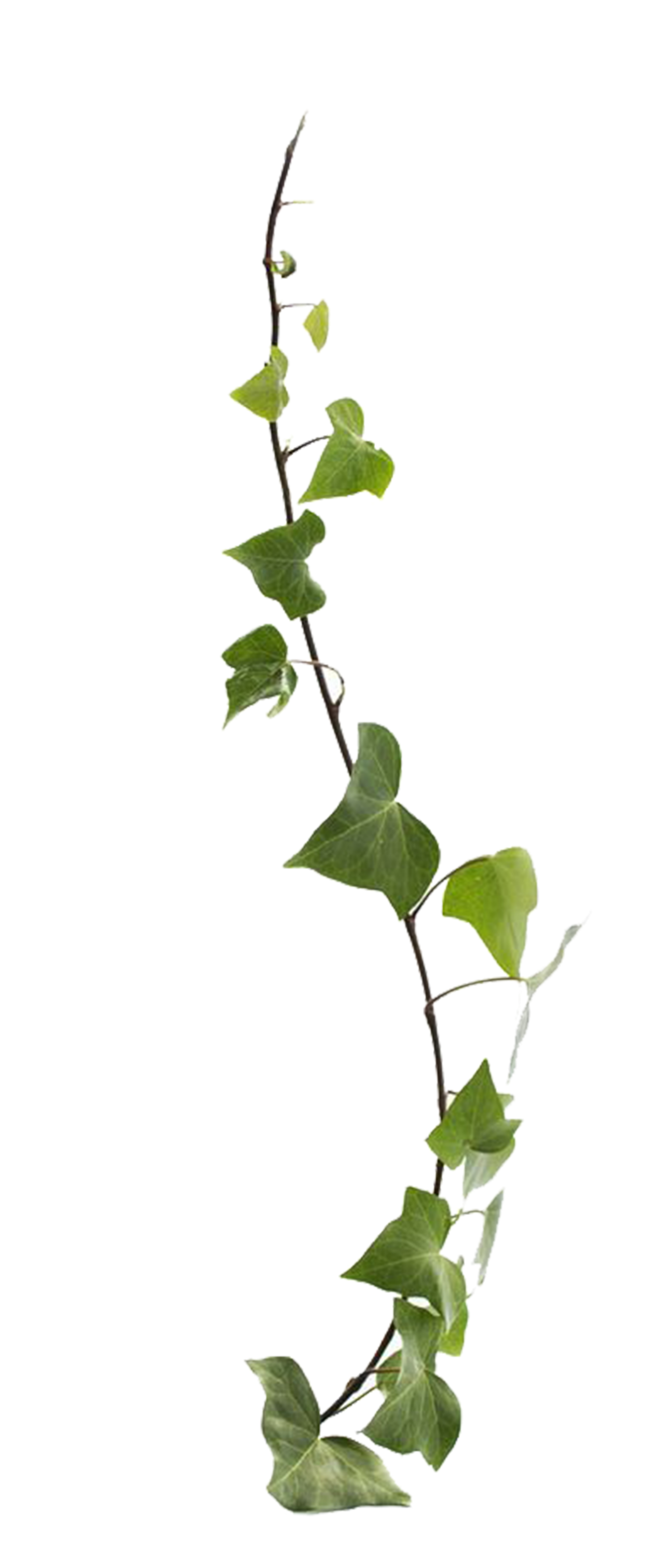 vines leaves plants scenery sticker by terrieasterly