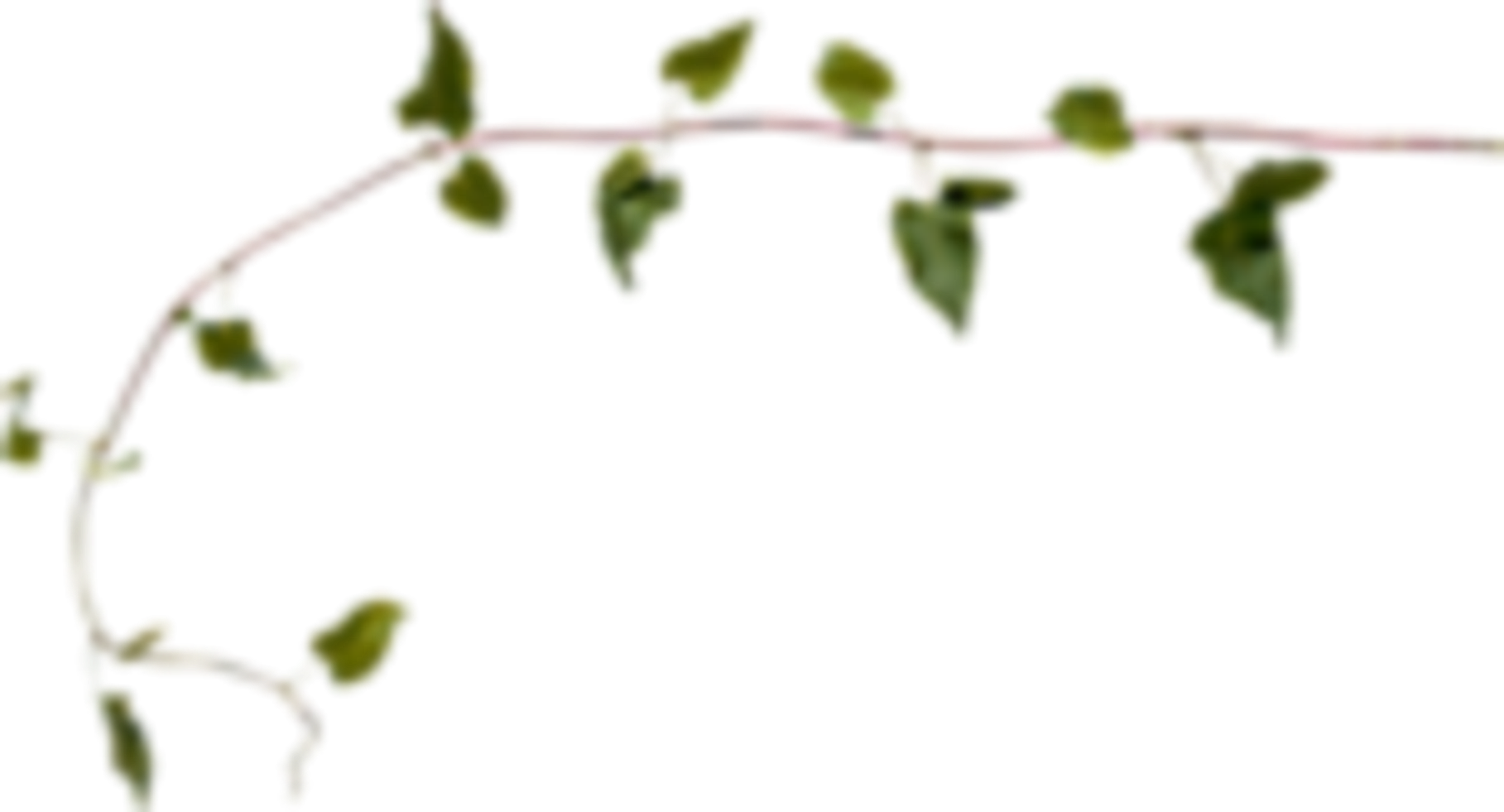 vines leaves plants scenery sticker by terrieasterly