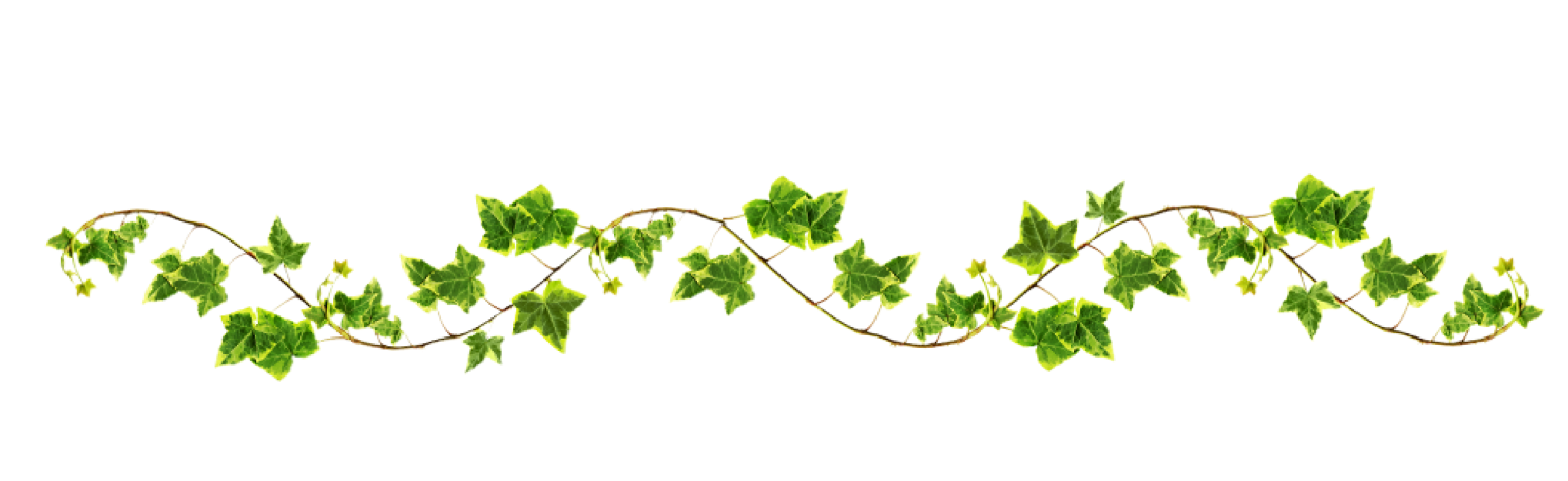 This visual is about ivy vines leaves plants scenery freetoedit #ivy #vines...