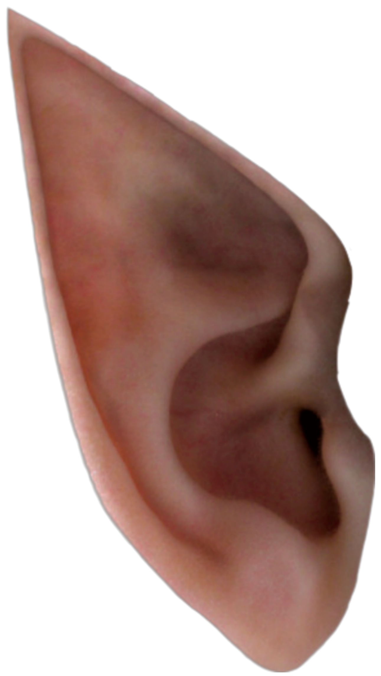 2 Elf Ear Ears Fantasy Freetoedit Update Sticker By snzls