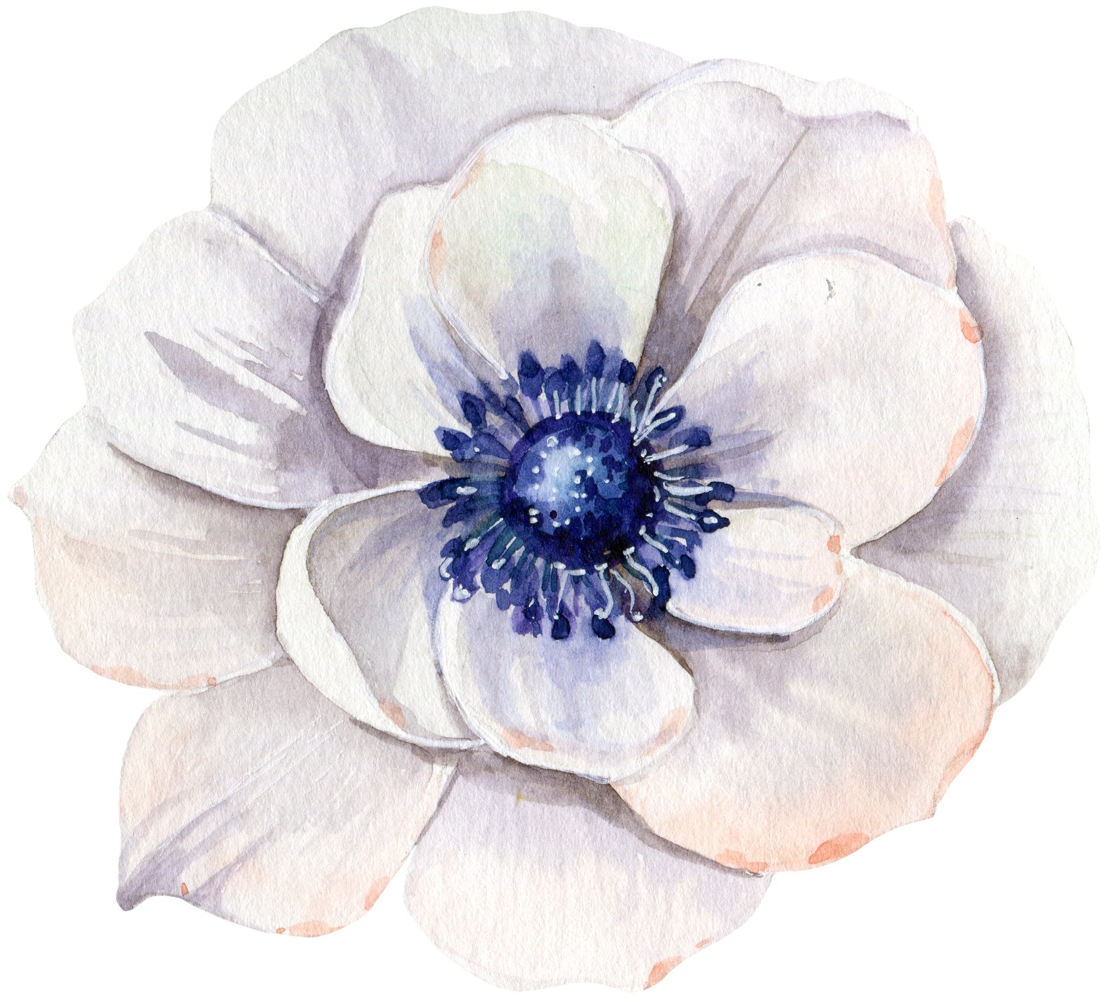 Poppy 3d. Anemone цветок акварель. Высечки анемоны. Пьер-Жозеф редуте анемона. Белые цветы акварель.