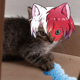 freetoedit todoroki todorokishoto cat anime