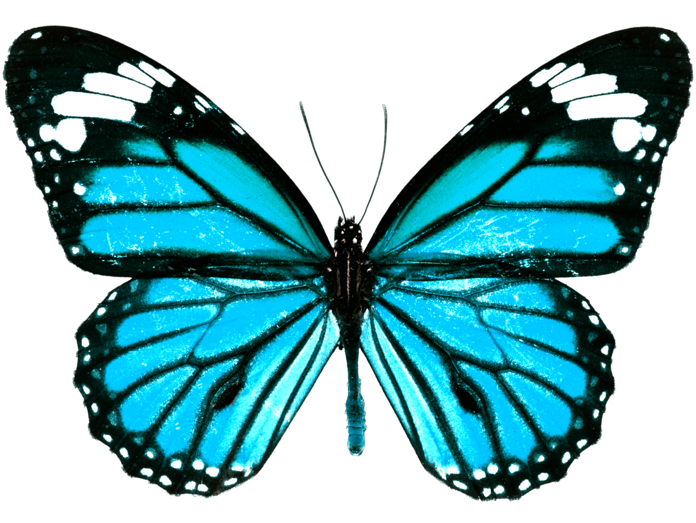 butterfly: butterfly picsart png