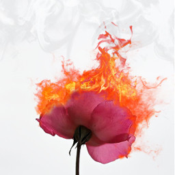 freetoedit rose fire ircpinkrose pinkrose