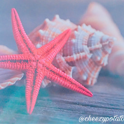 seaside layout blur freetoedit starfish