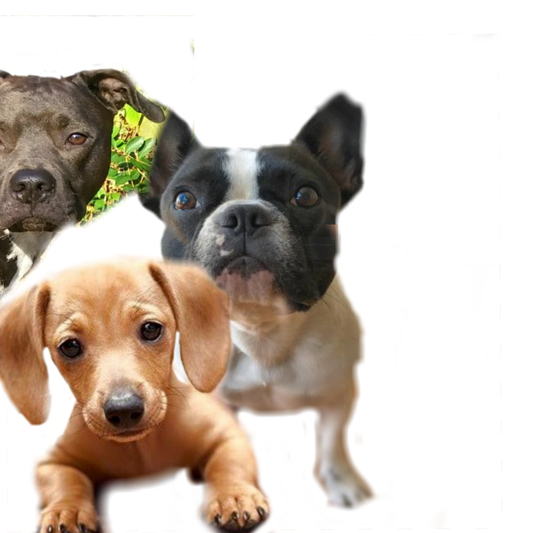 who-freetoedit-who-let-the-dogs-sticker-by-musicgirlyay