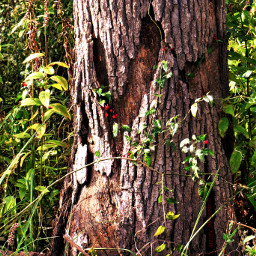 nature tree forest woods heart pcheartsisee
