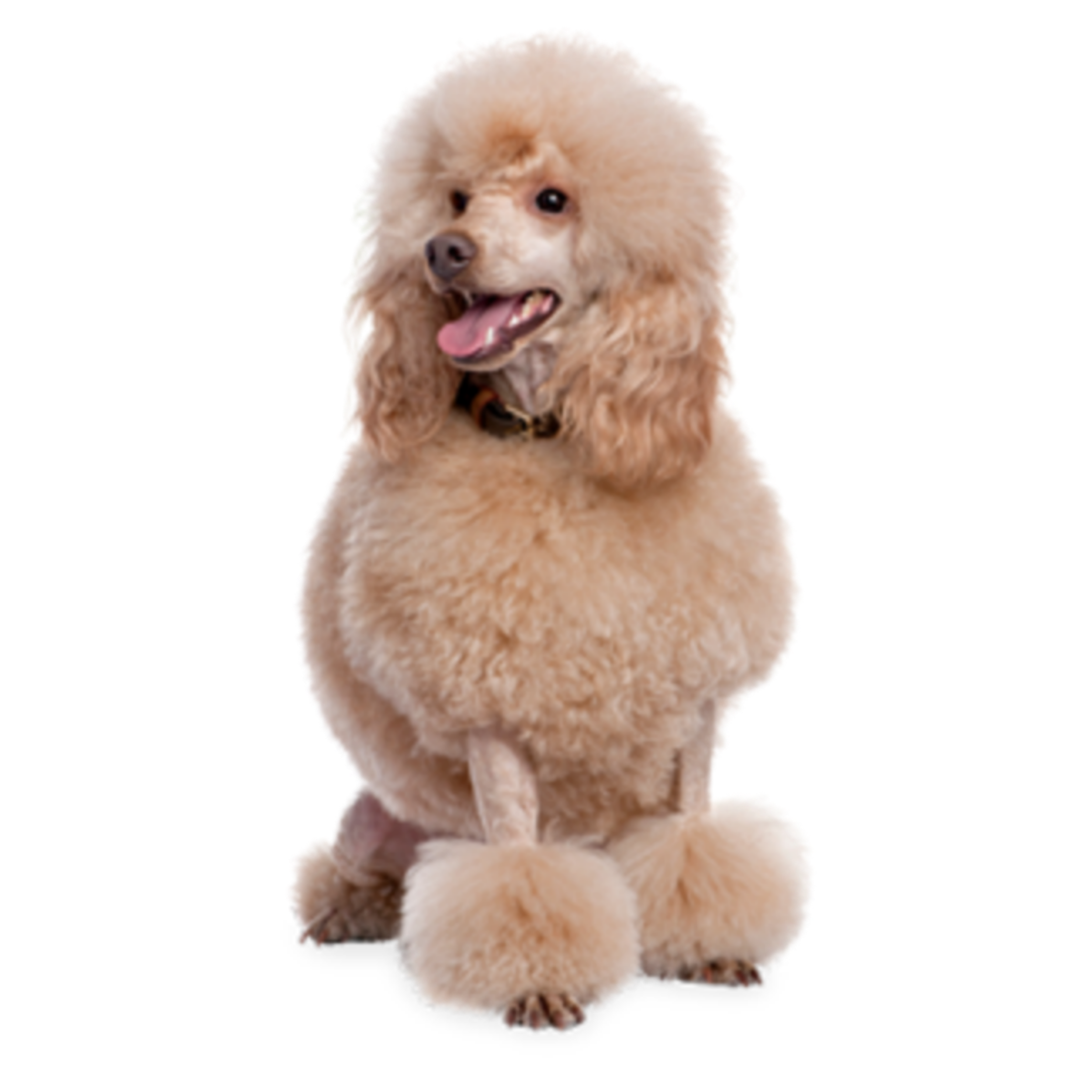 poodle brown fluffy dog cute sticker by @beautifulbutterfly7.