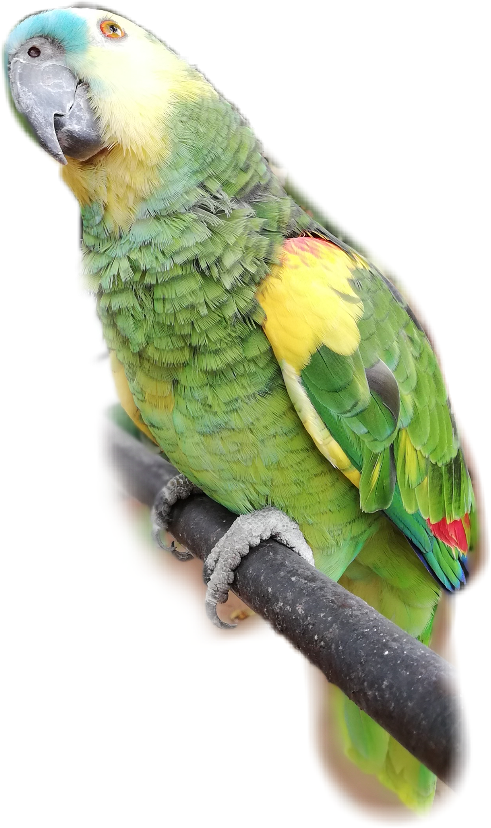 Loro Sticker By Belen Paiva