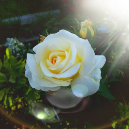 garden rose flower