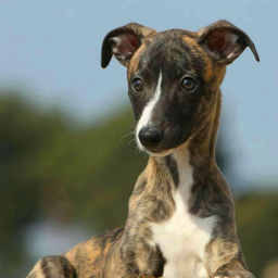 whippet puppy freetoedit cute doggy