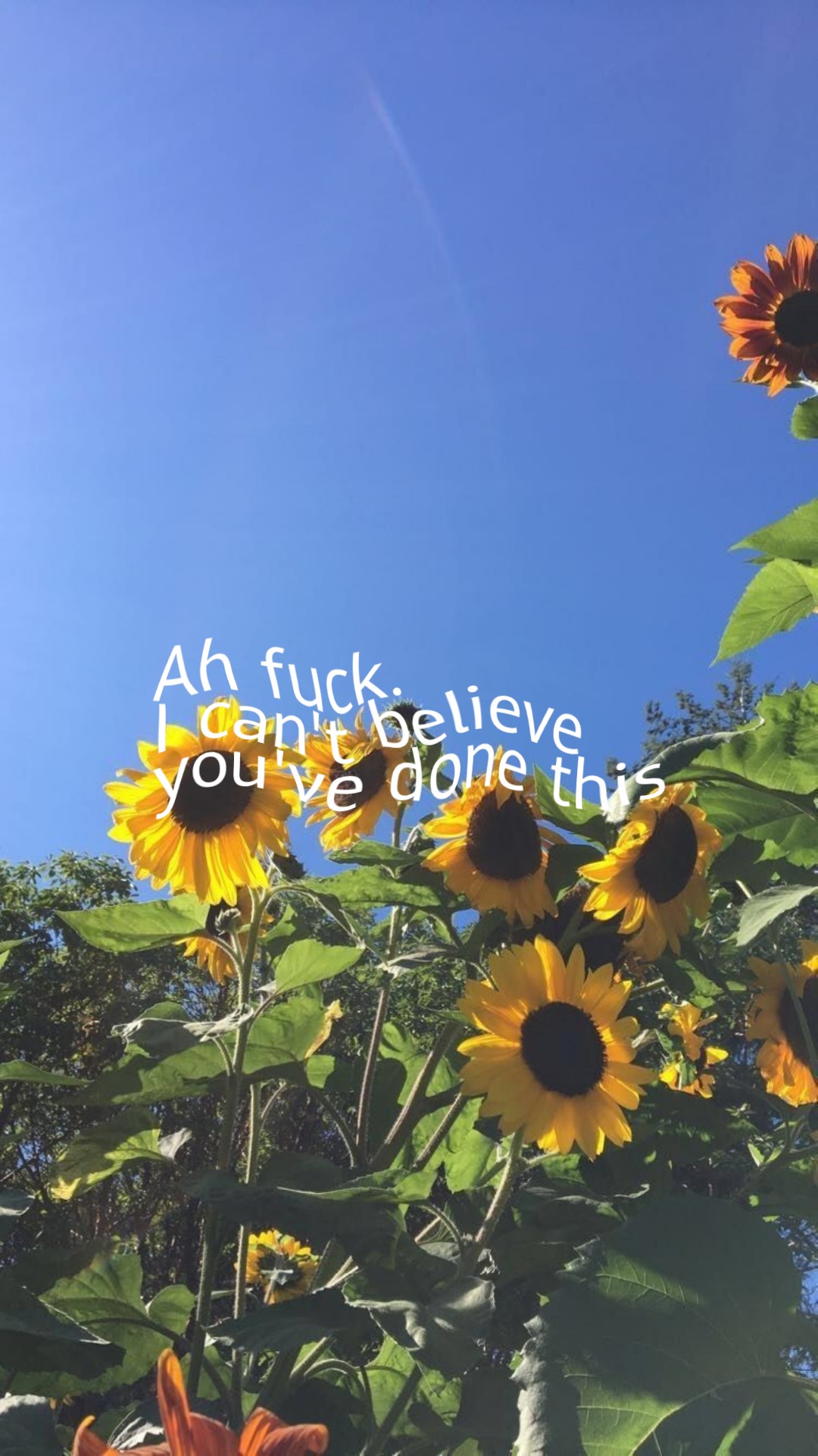 53+ Gorgeous Aesthetic Sunflower Pictures Pictures