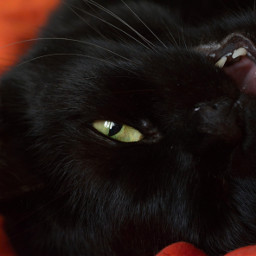 cat animaleye animal macro blackcat