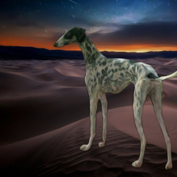 rampur greyhound desert