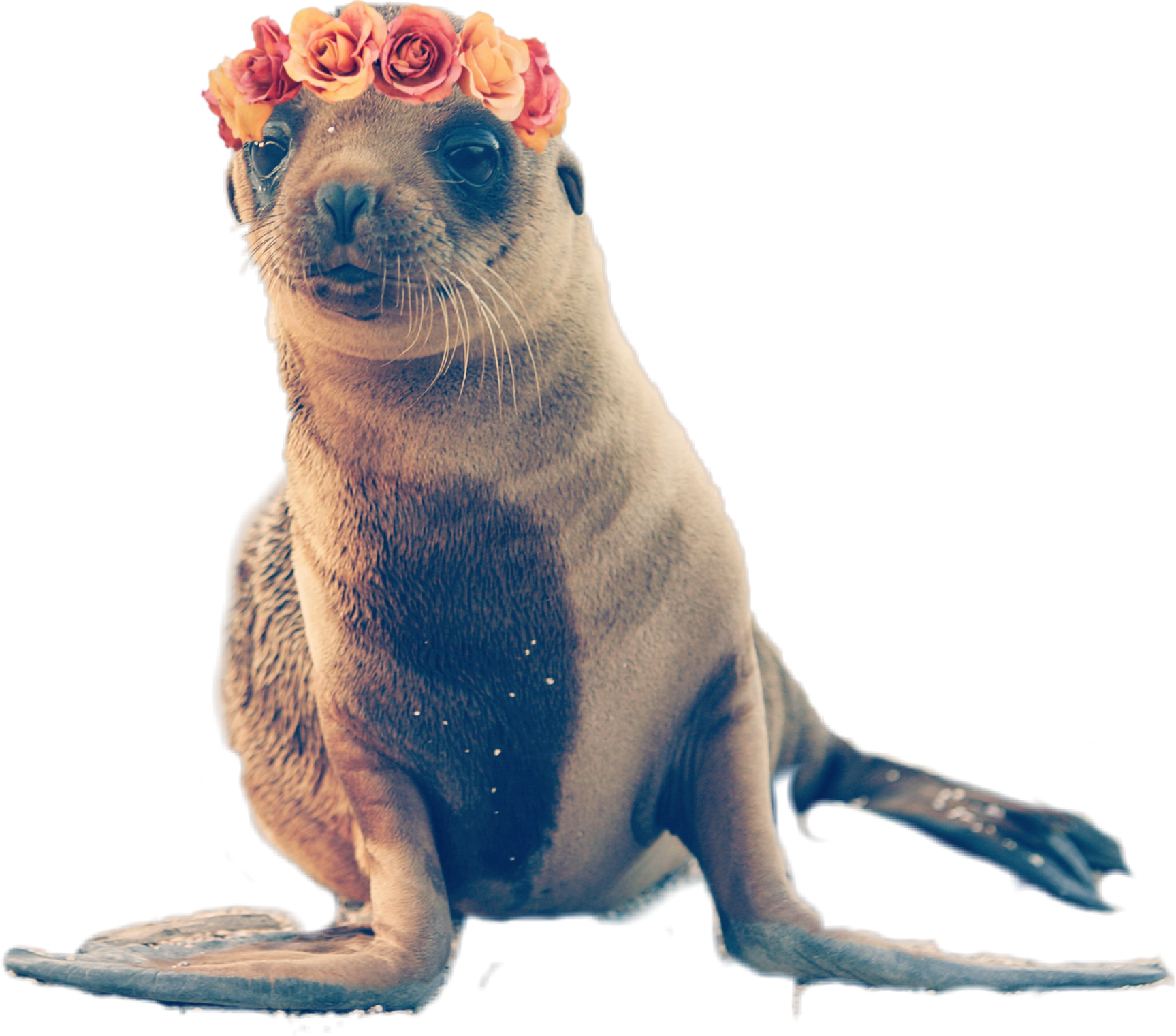 freetoedit scseal seal sticker by artistbunny