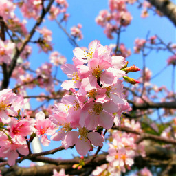 freetoedit flower nature sakura sakuraflower