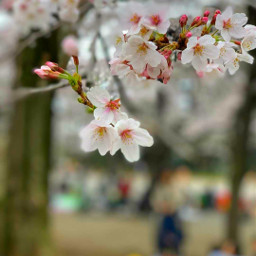flower nature sakura sakuraflower spring freetoedit