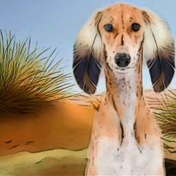 freetoedit dog saluki desert