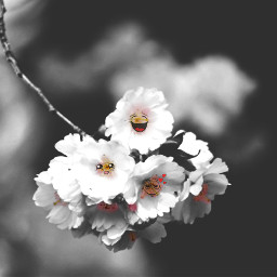 freetoedit flowers faces