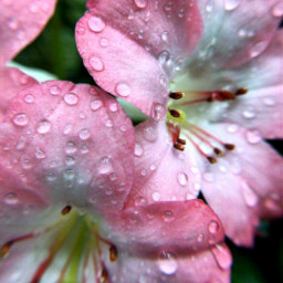 freetoedit pink lightpink water dewdrops