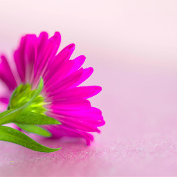 freetoedit pink hotpink flower sticker