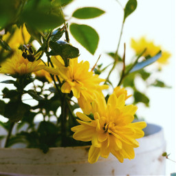 freetoedit yellow flower