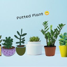 freetoedit pottedplants ircpottedplant pottedplant