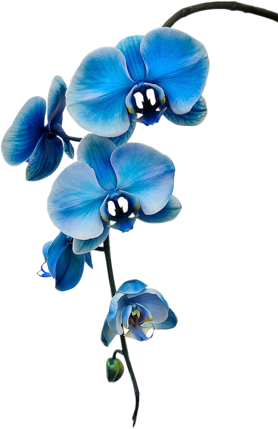 This visual is about stickers orchids freetoedit scorchid orchid #stickers ...