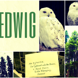 freetoedit hedwigowl hedwig owl harrypotter