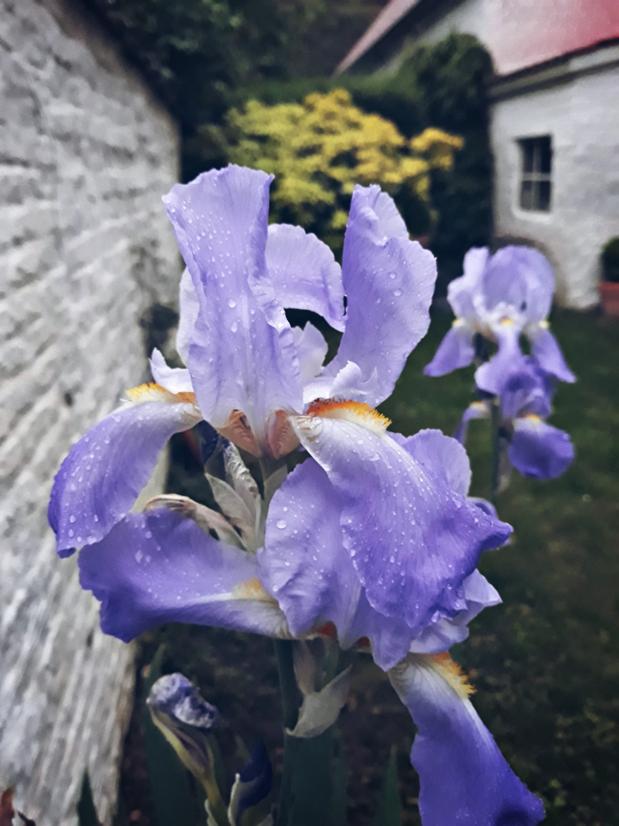 Iris Fleur Mauve Jaune Blanc Jolie Beautiful