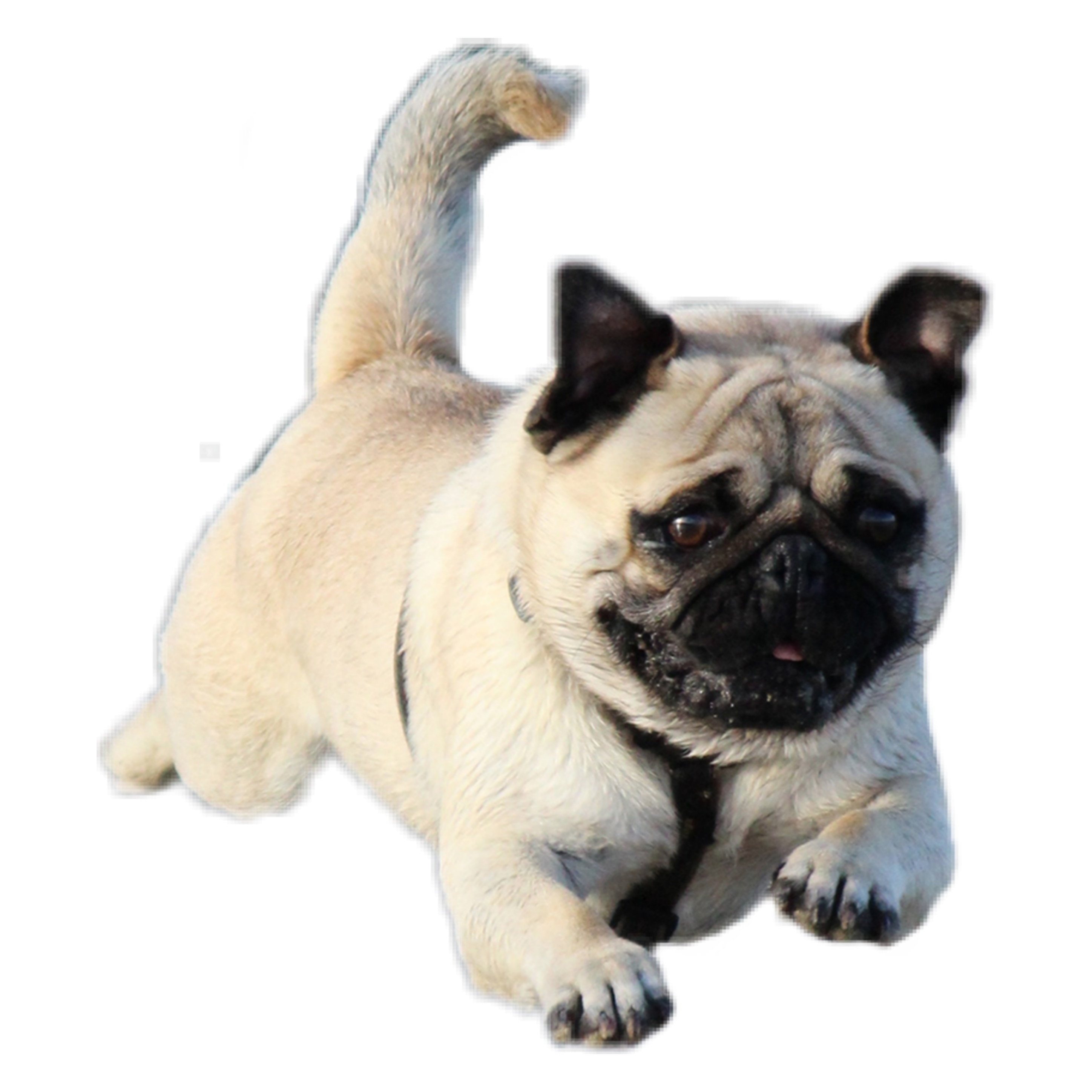 Dog Flyingpug Pug Sticker By Hannabonecrusheredits