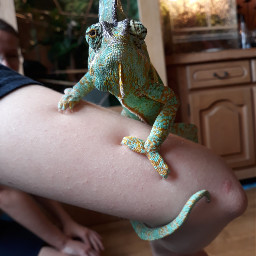 chameleon hold beauty