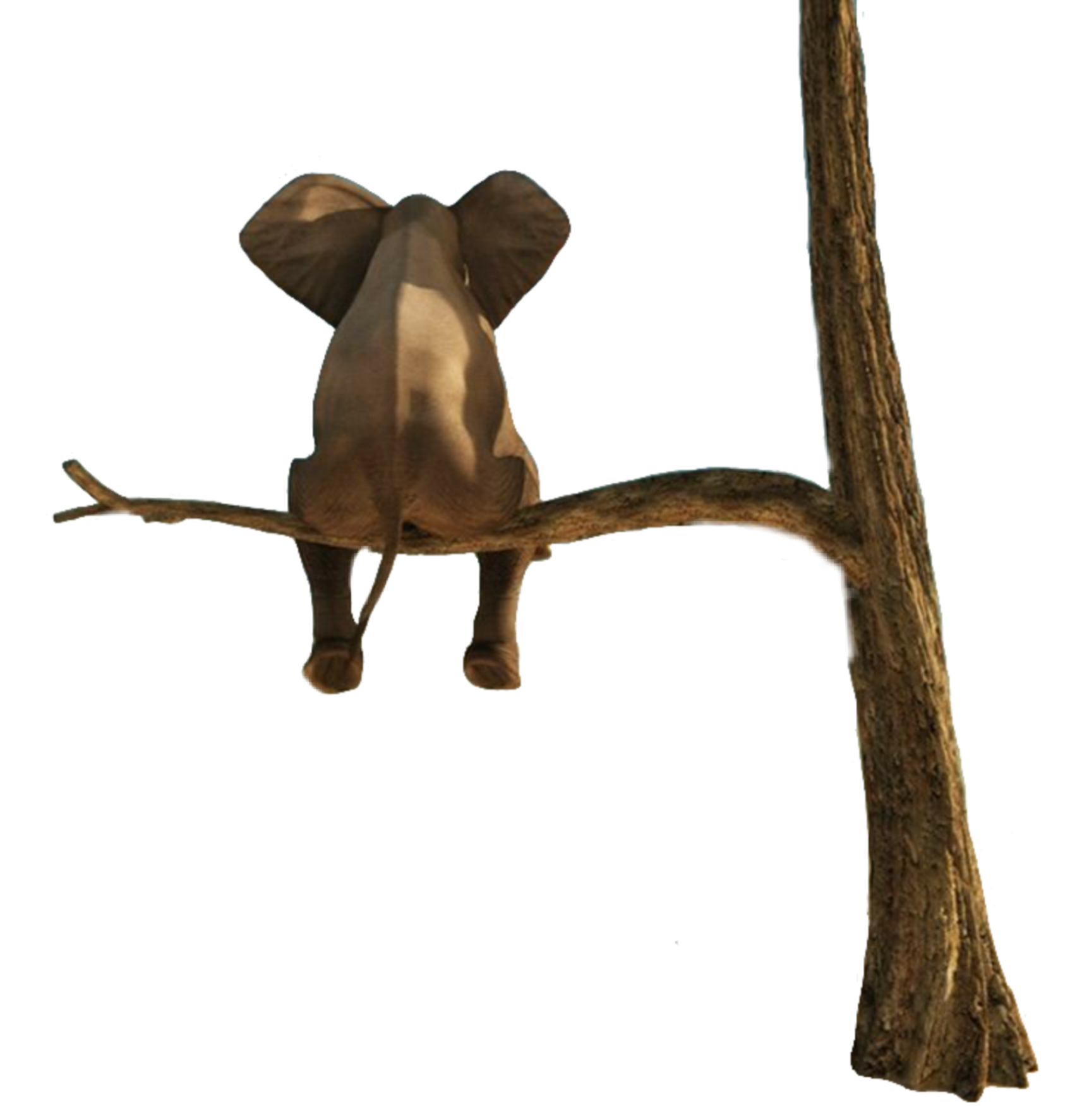 elephant tree freetoedit elephant sticker by simonevdw