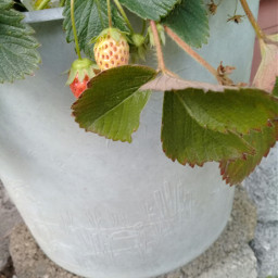 fresas strawberry redandgreen pccolorsofnature colorsofnature