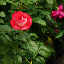 roses nature photography