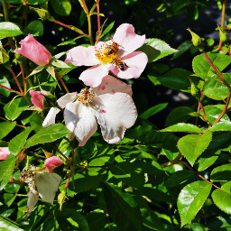 bees flowers nature photography