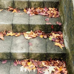 freetoedit pcleaves leaves sidewalks