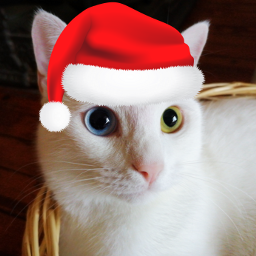 christmascat cat cats christmas freetoedit default