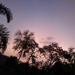 photography trees sunset sky spreadlove freetoedit