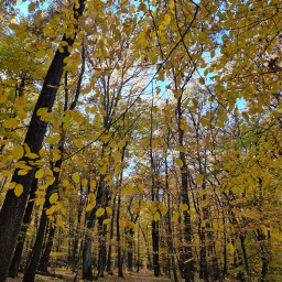 myphoto autumn freebackground forest roadtonowhere noeditsorfilters freetoedit