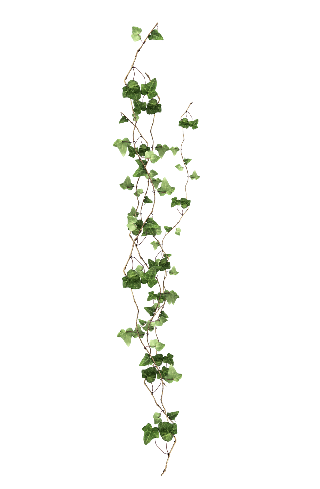 freetoedit sticker vines plant sticker by crystal1185